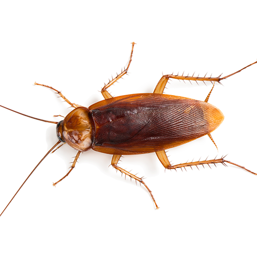 American Cockroach