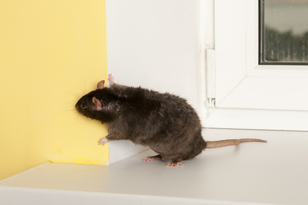 Rodent