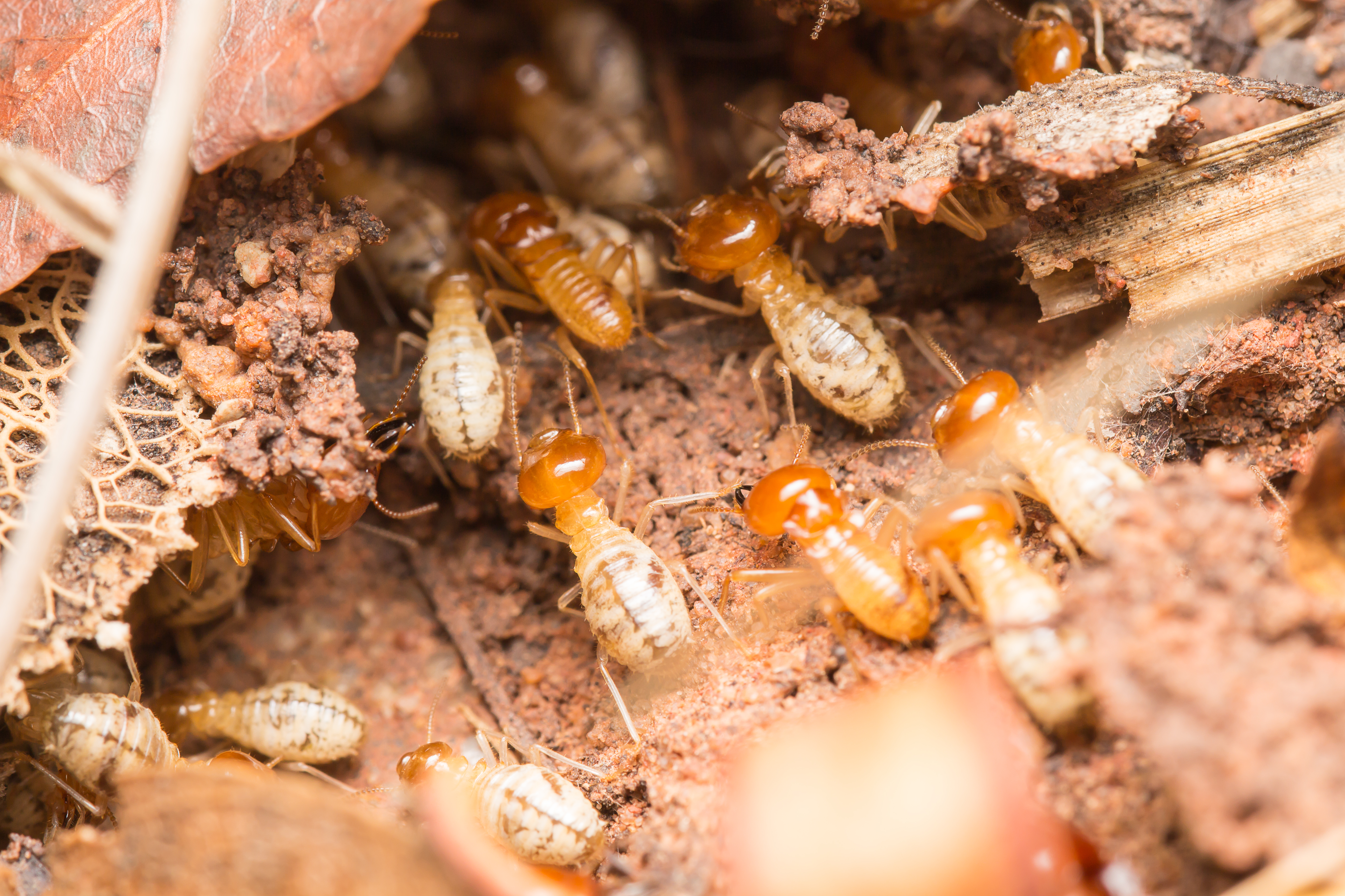 Termites